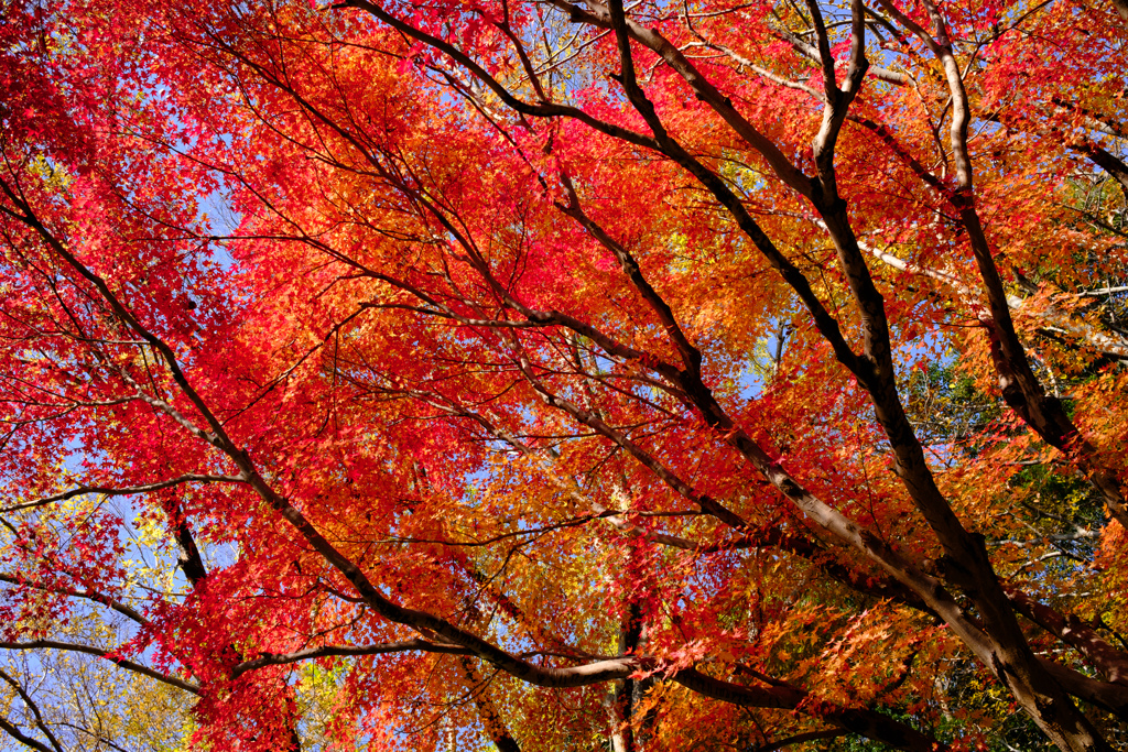 12月の紅葉