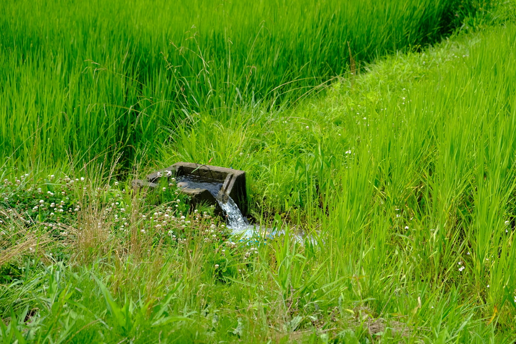 水分補給