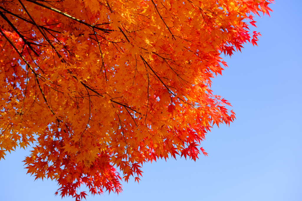 紅葉狩り④