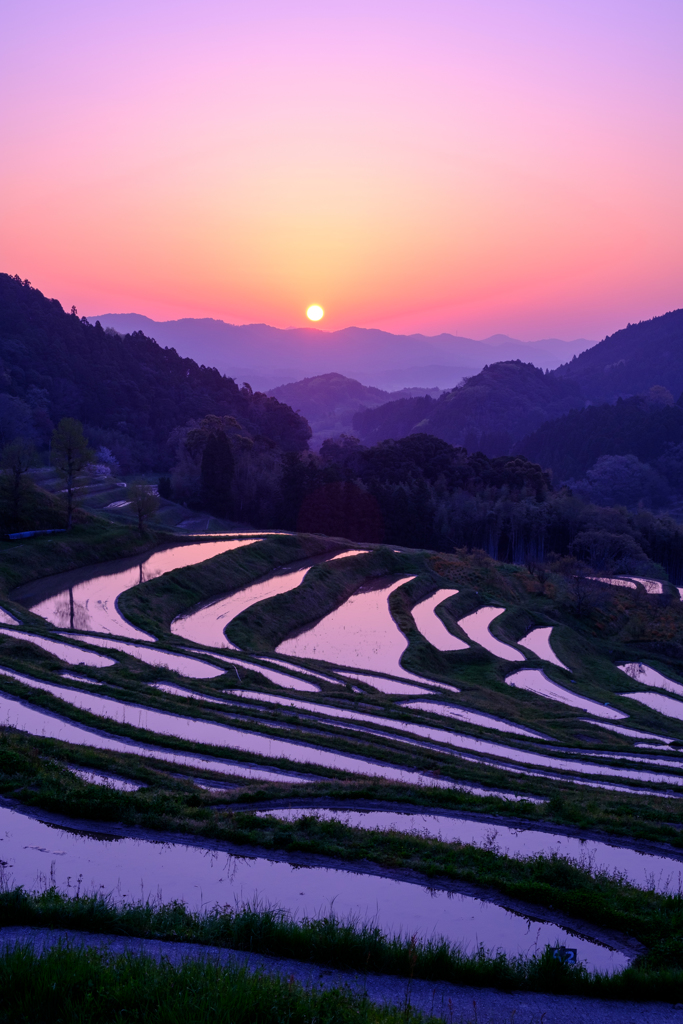 千枚田の朝