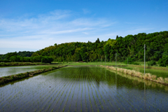 水田