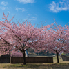 河津桜