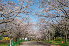 花見日和