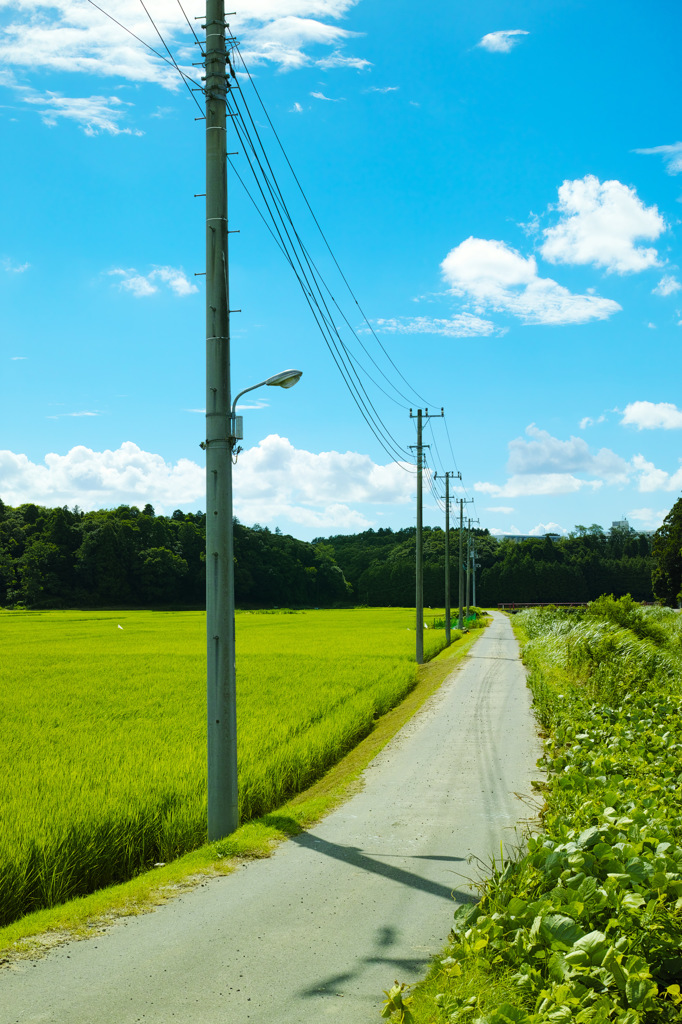 田舎道