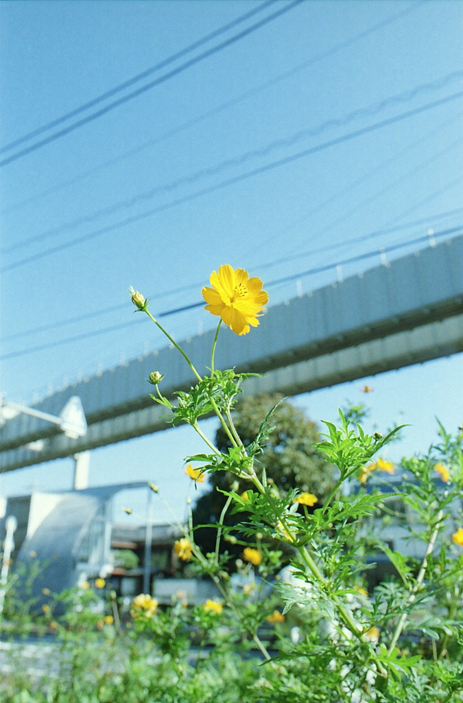 キバナコスモス