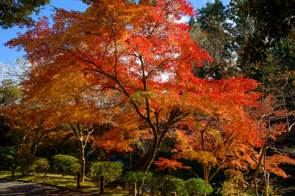 紅葉・成田山