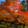 紅葉・成田山