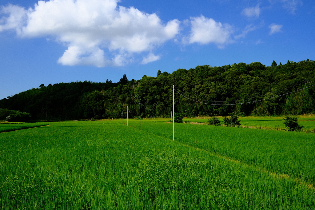 田園