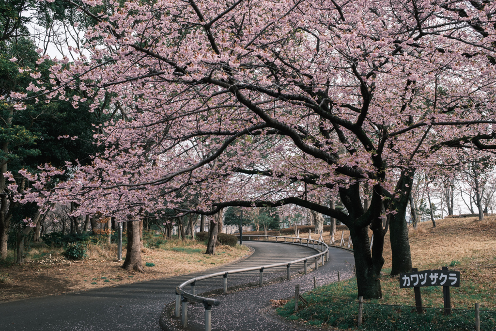 河津桜