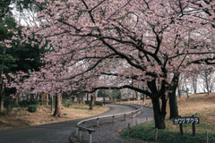 河津桜
