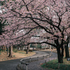 河津桜