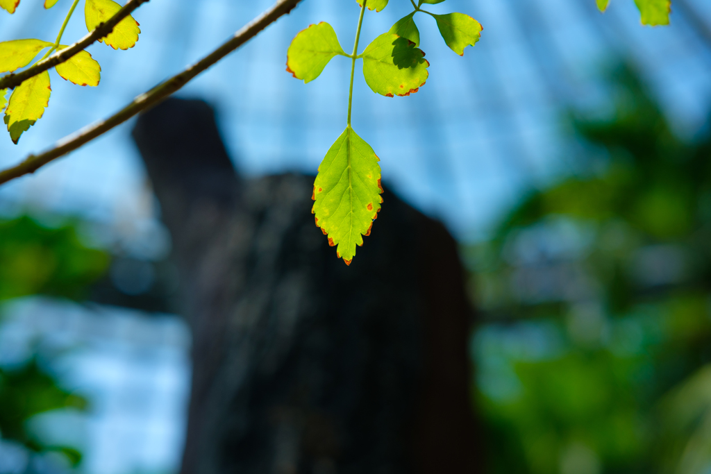 Leaf