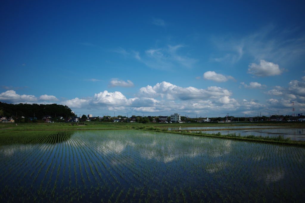 青空と田んぼ