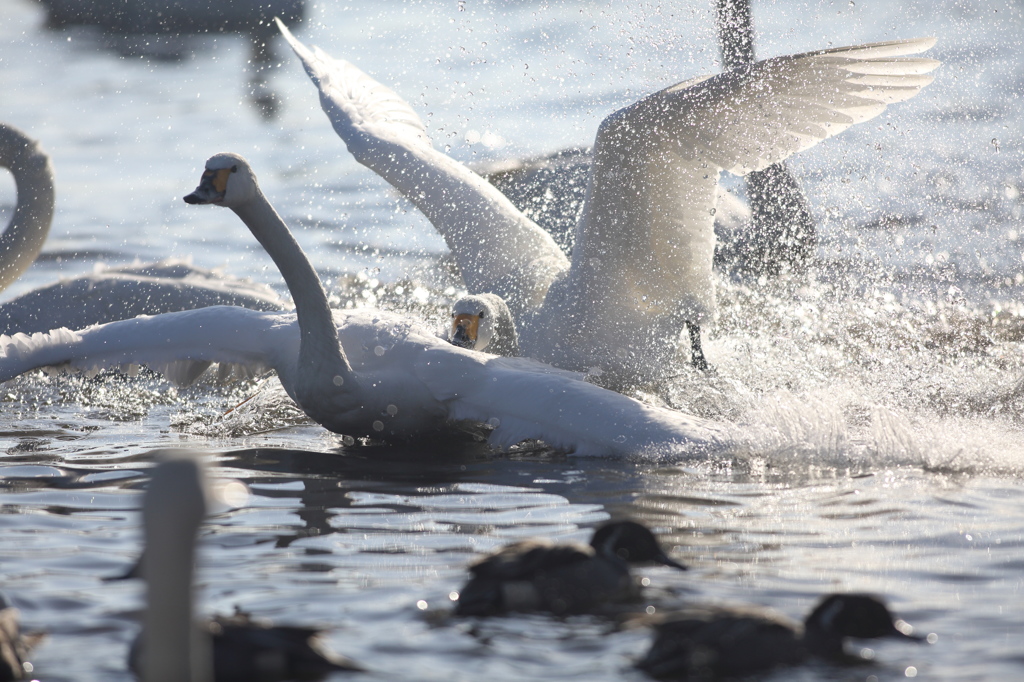 白鳥のケンカ　PART2