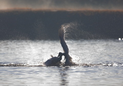 白鳥のケンカ　PART1