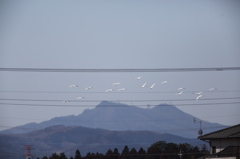 白鳥と筑波山