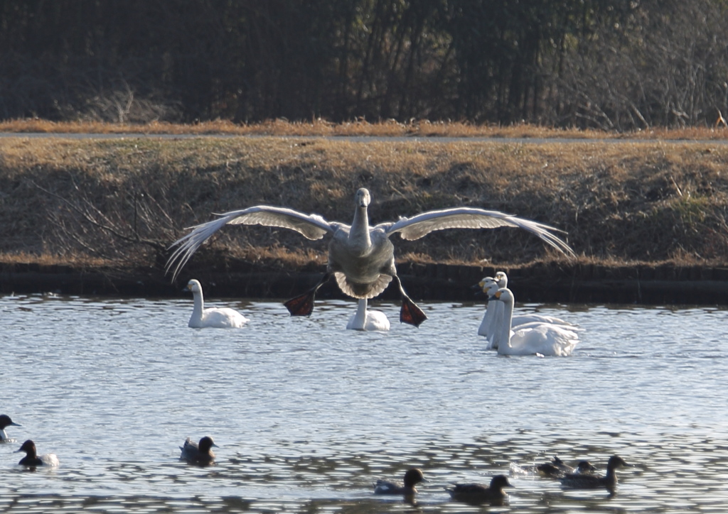 赤い靴を履いた白鳥