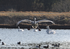 赤い靴を履いた白鳥