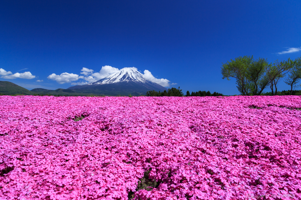富士に迫る芝桜