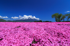 富士に迫る芝桜
