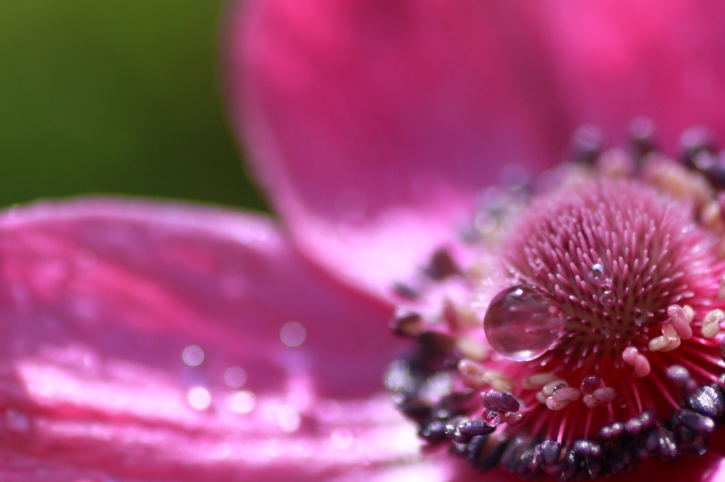 お花の涙