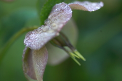 雨あがり