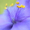 小さな青い花