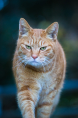 江ノ島猫5