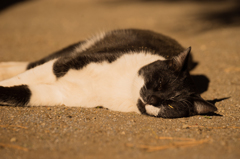 江ノ島猫2