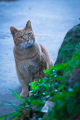 江ノ島猫8