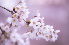 結構咲いていた桜
