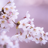 結構咲いていた桜