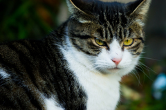 江ノ島猫1