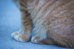 江ノ島猫7