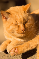 江ノ島猫4