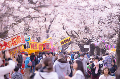大宮公園桜祭り