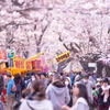大宮公園桜祭り