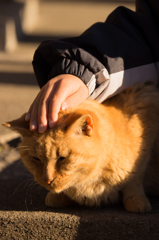 江ノ島猫3