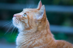 江ノ島猫6