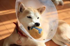 らんらん、肉球負傷