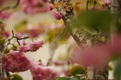 八重桜