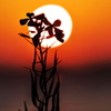 ハマダイコンと夕陽
