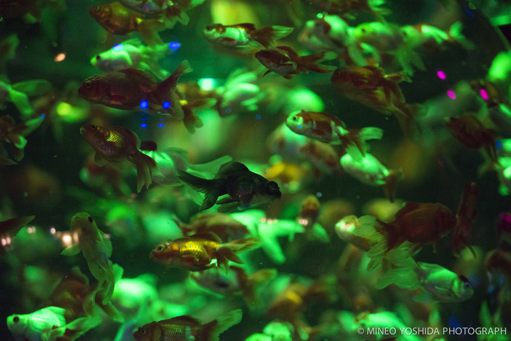 東京アートアクアリウム#064