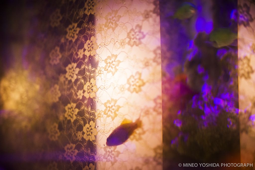 東京アートアクアリウム#079
