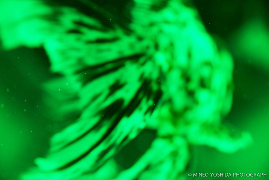 東京アートアクアリウム#030