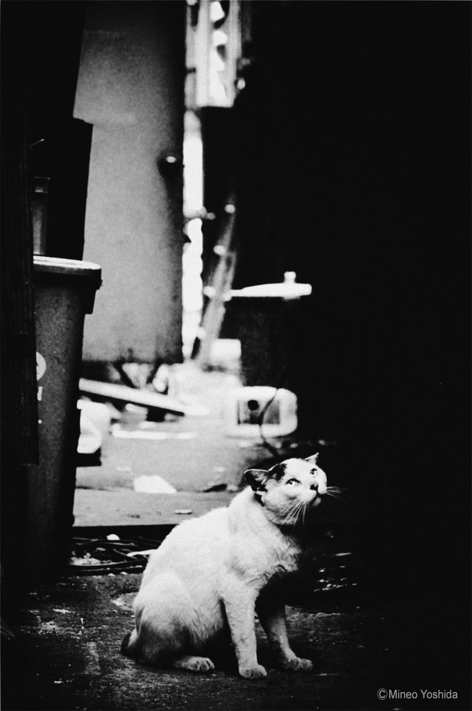 虚ろ猫