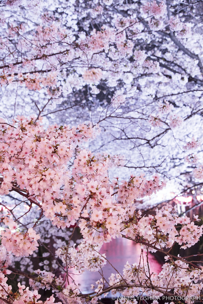 Sakura River #007