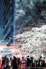Sakura River #001
