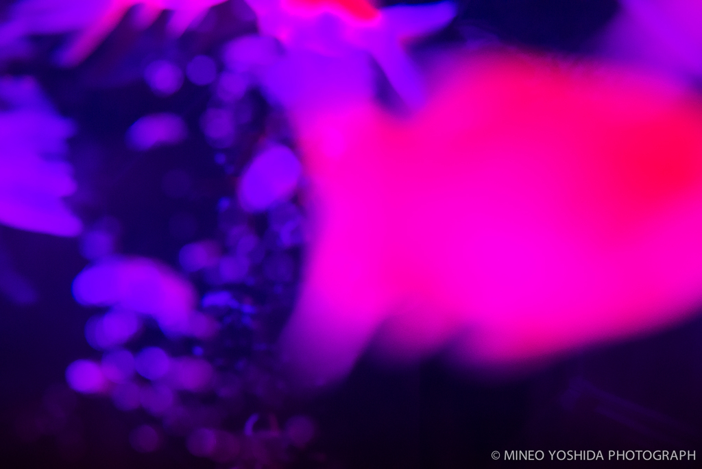 東京アートアクアリウム#036