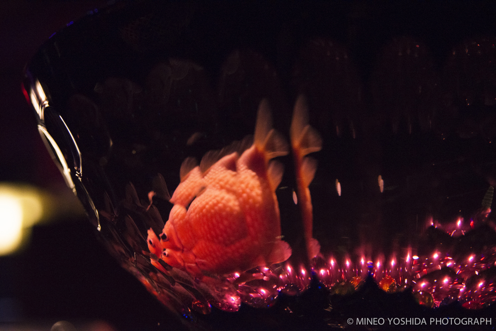 東京アートアクアリウム#058
